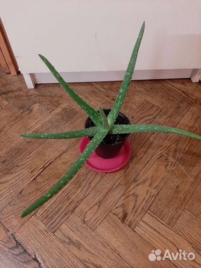 Алоэ-вера Барбаденсис