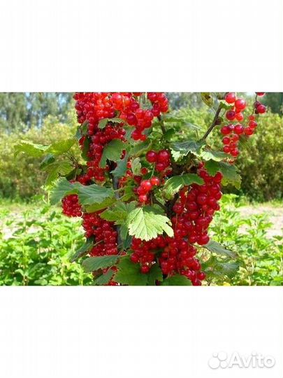 Красная смородина