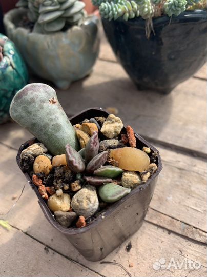 Адромискус