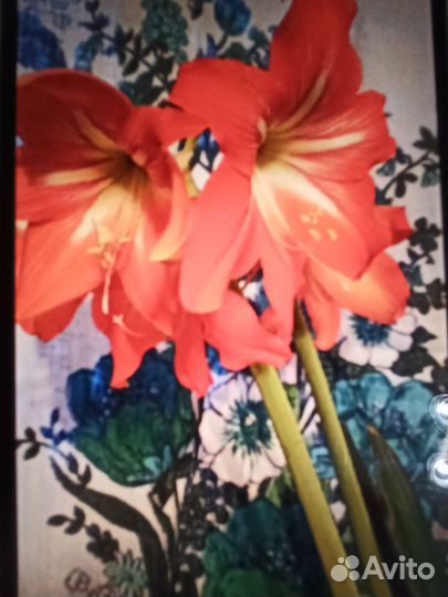 Луковицы амариллиса