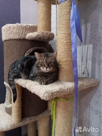 В добрые руки