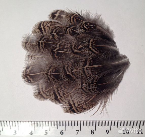 Перо куропатки и др