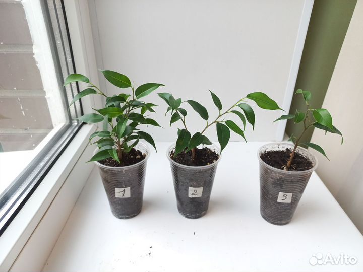 Фикус бенджамина кинки, бафт, Наташа