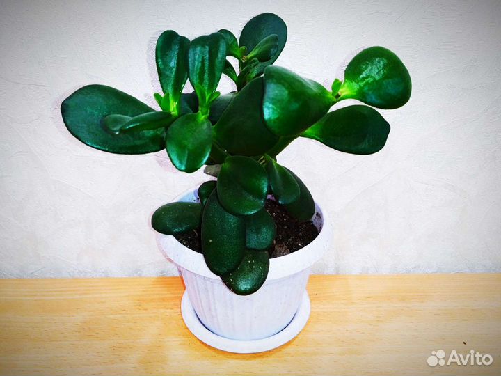 Комнатные растения - отличный подарок