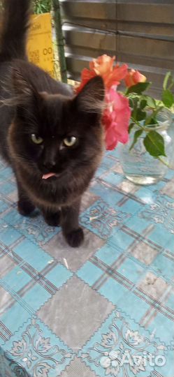 Котята мышеловы