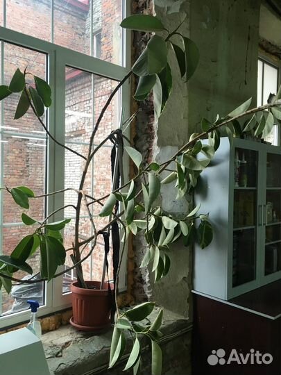 Фикус, огромное дерево 2м, возраст 15 лет