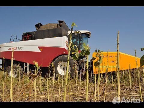 Уборка урожая (комбайн Acros 550)