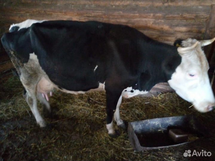 Продаётся корова с теленком