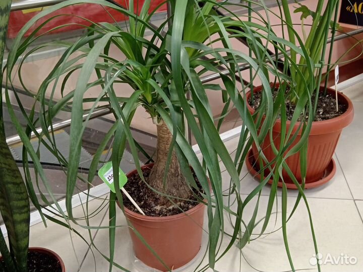 Растения для дома и офиса