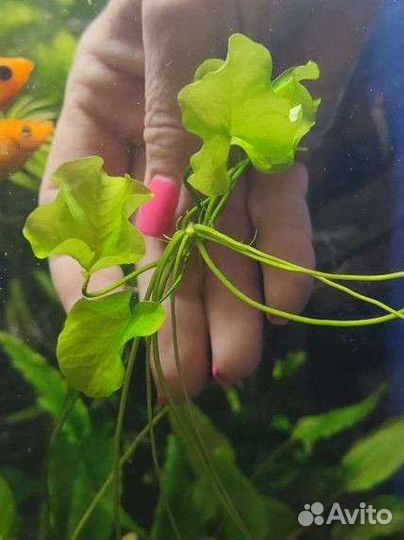 Аквариумные растения отправка по России