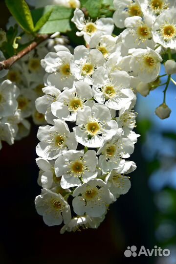 Черёмуха крупноплодная (слабовяжущая)