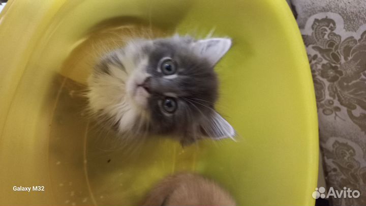 Котята дворянских кровей
