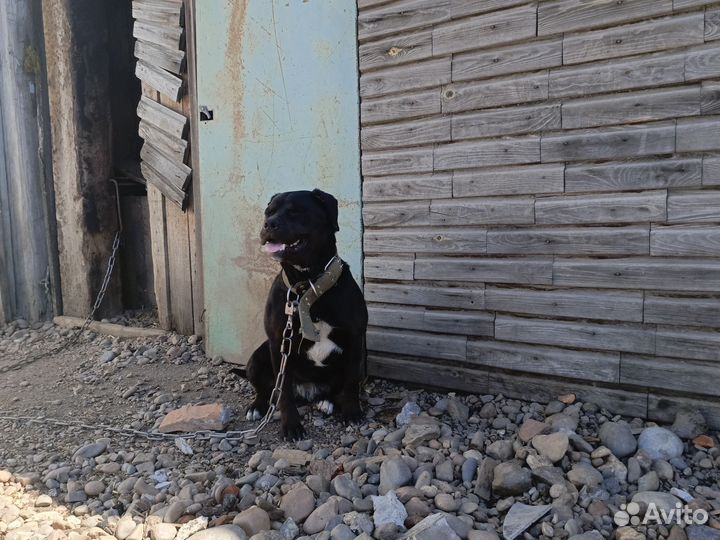 Собака в добрые руки отдам бесплатно