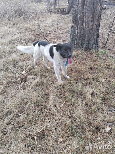 Отдам бесплатно собаку