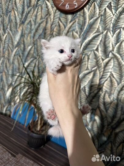 Кошка в дар