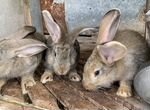 Кролики породы «Ризен»