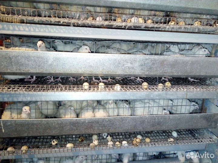 Яйца перепелиные