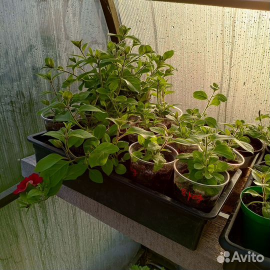 Рассада петуньи тайдал вейв ред велюр