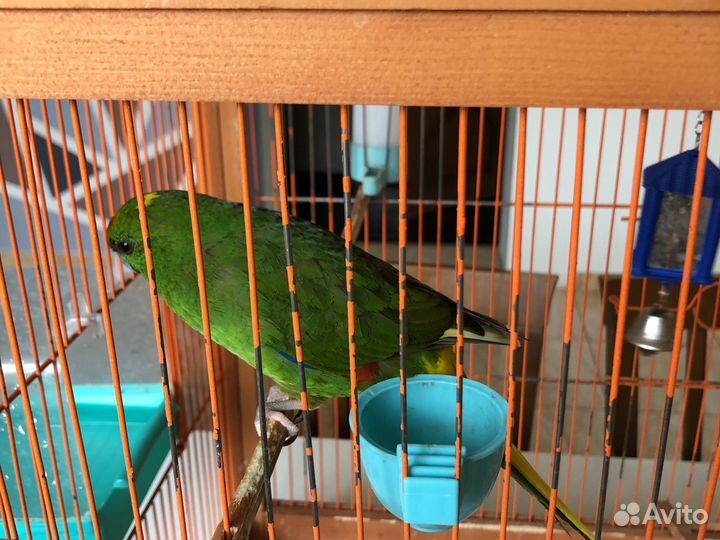 Попугаи с клеткой