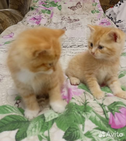 Рыжие котики