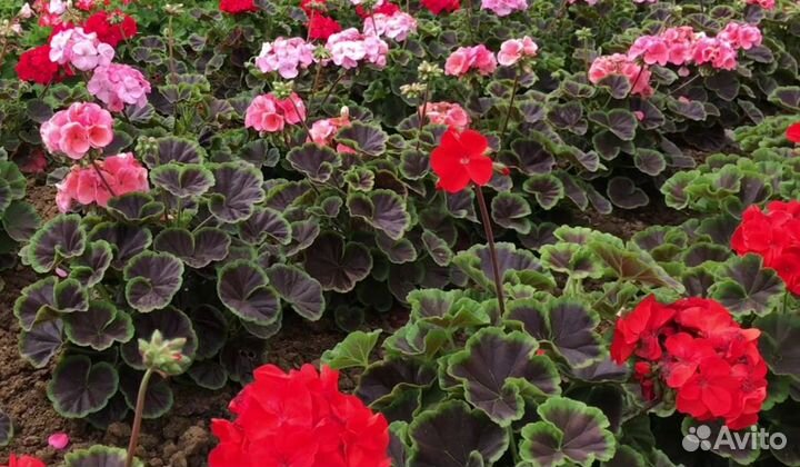 Виола Гиацинт Петуния Герань Примула цветы