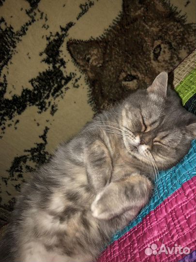 Кошка экзот