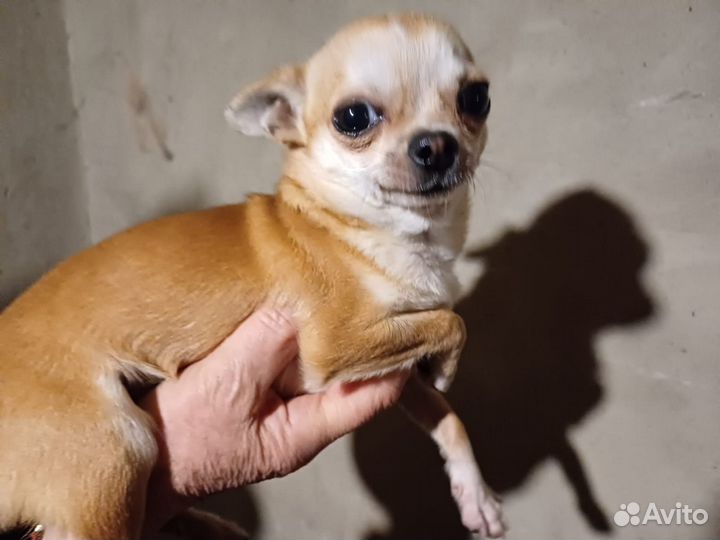 Чихуахуащенок чихуахуа