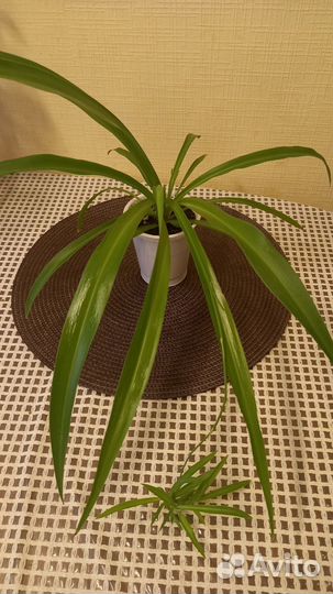 Хлорофитум