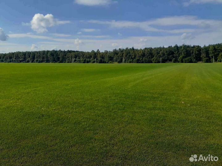 Рулонный газон, укладка, продажа