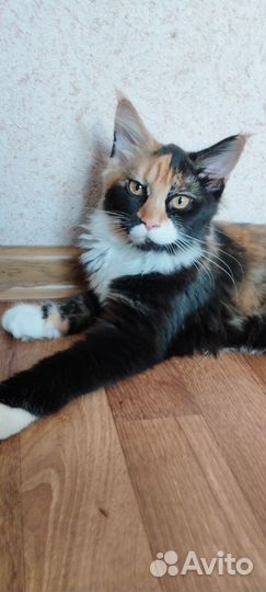 Кошка мей кун