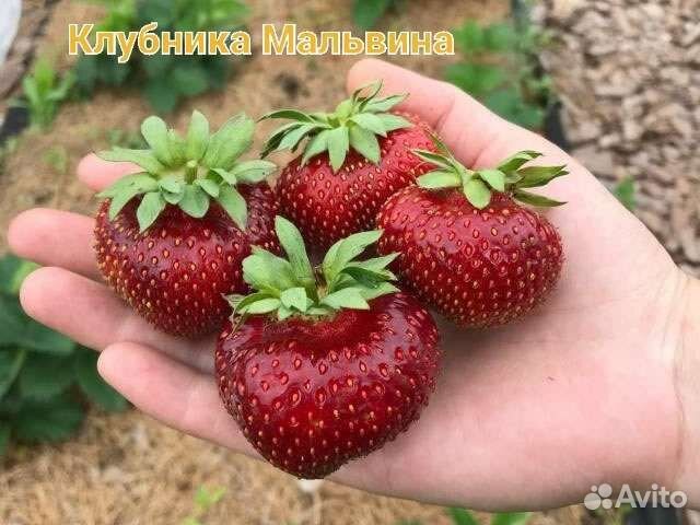 Рассада клубники