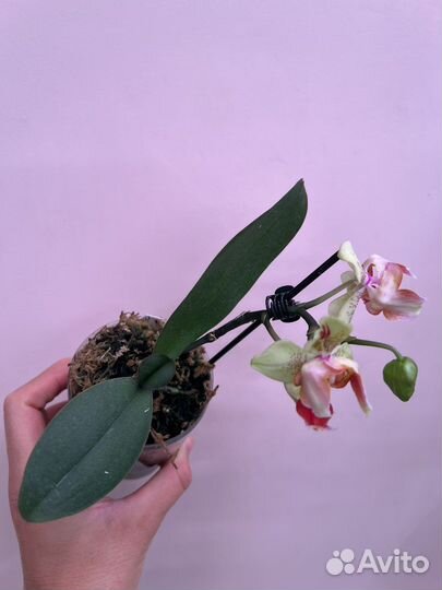 Орхидея Super Maya