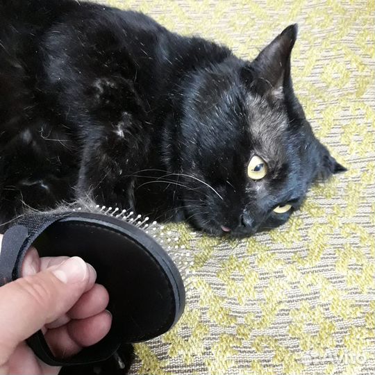 Котик черный с сединой