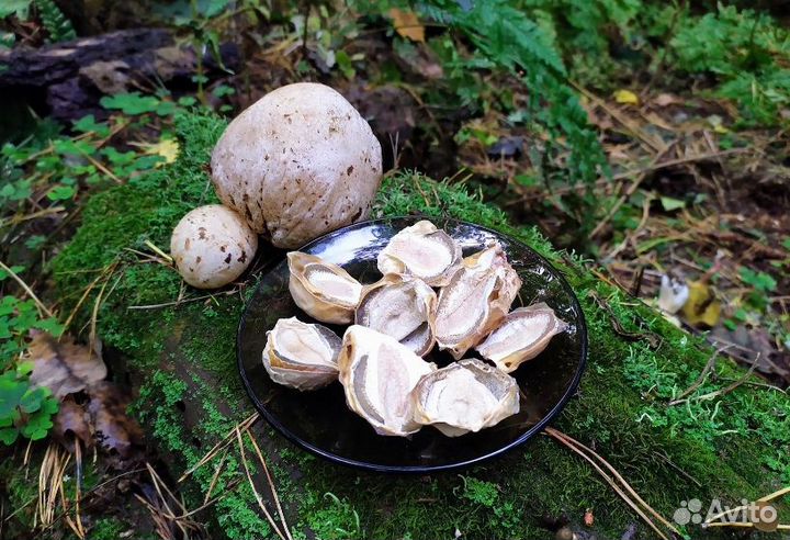 Дары/П Гриб Phallus impudicus 