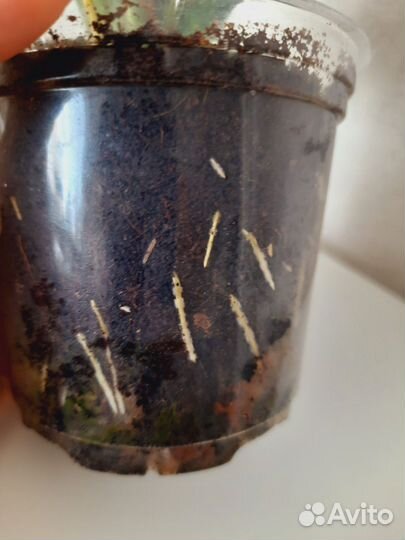 Сансевиерия Ханни Маргината