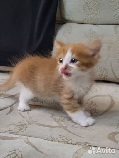 Кошка в дар