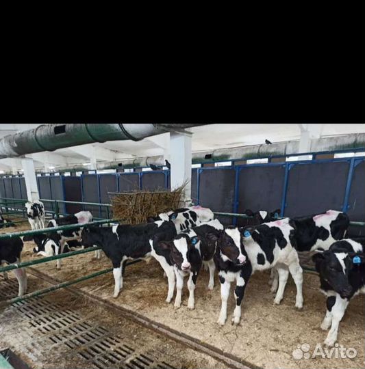 Телята бычки