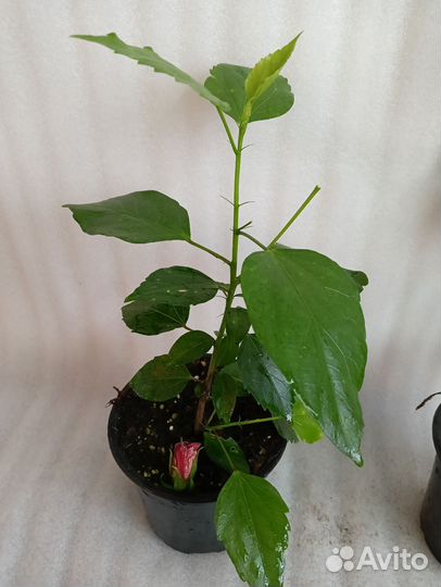 Гибискусы махровые