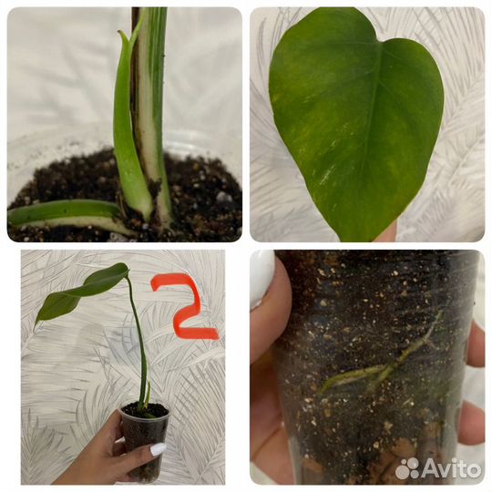 Монстера альба