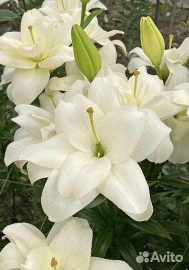 Лилии махровые и трубчатые