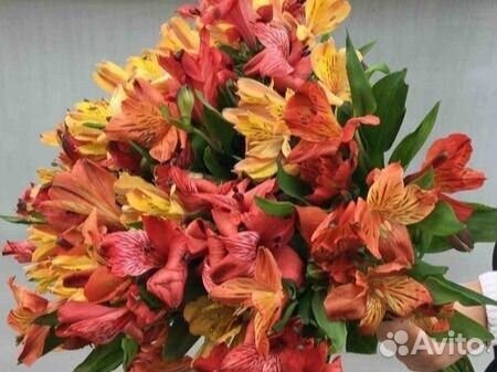 Цветы альстромерии опт