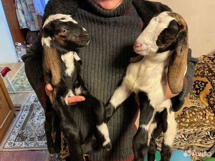 Англо нубийские козы