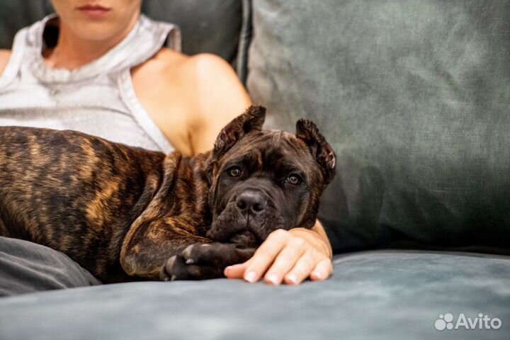 Мальчик кане корсо 3 месяца