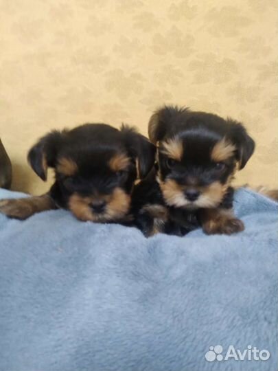 Йоркширский терьер мини