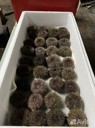 Морские ежи живые