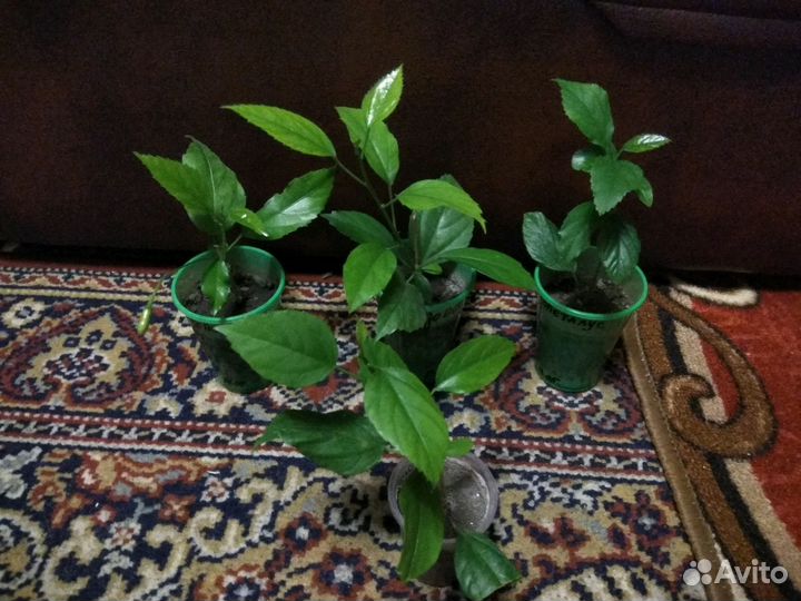 Шизопеталус