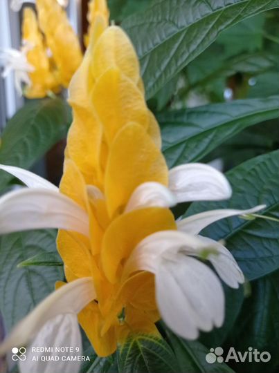 Пахистахис