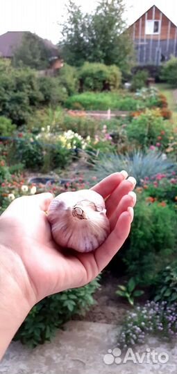 Чеснок на посадку