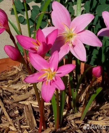 Зефирантес (дождевая лилия)