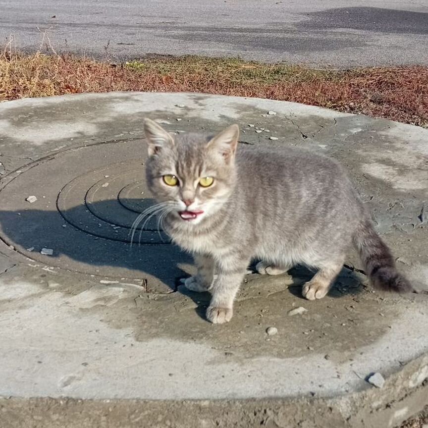 Спасите кошку и котят от мороза и голодной жизни